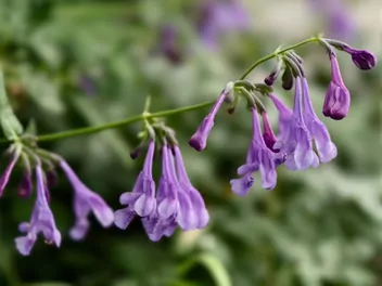 Ilustracja rośliny kocimiętka syberyjska