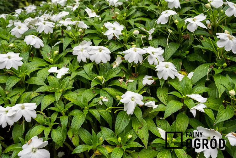 Niecierpek nowogwinejski 'Sonic White'