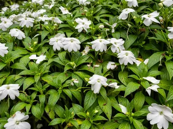 Ilustracja rośliny niecierpek nowogwinejski 'sonic white'