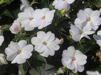 Niecierpek nowogwinejski 'Sonic White' - zdjęcie 2