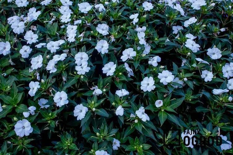 Niecierpek nowogwinejski 'Sonic White'