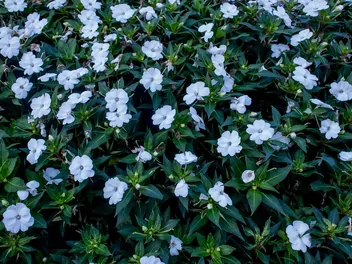 Niecierpek nowogwinejski 'Sonic White' - zdjęcie 3