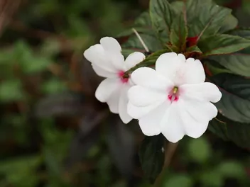 Niecierpek nowogwinejski 'Sonic White' - zdjęcie 4