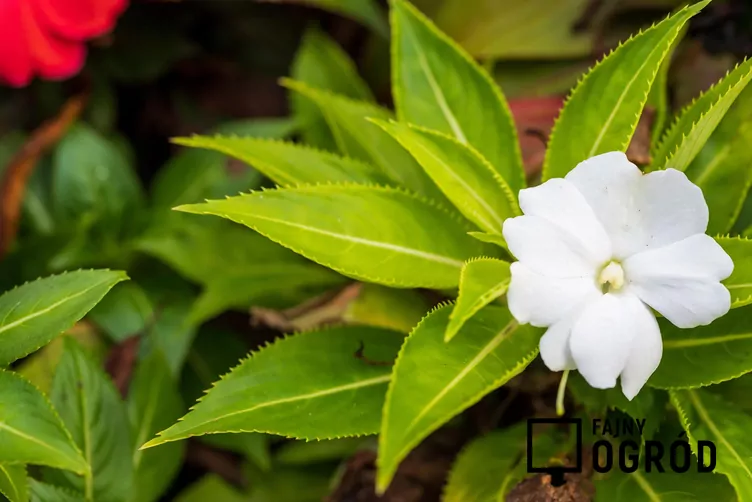 Niecierpek nowogwinejski 'Sonic White' - zdjęcie 5