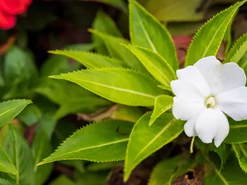 Niecierpek nowogwinejski 'Sonic White' - zdjęcie 5