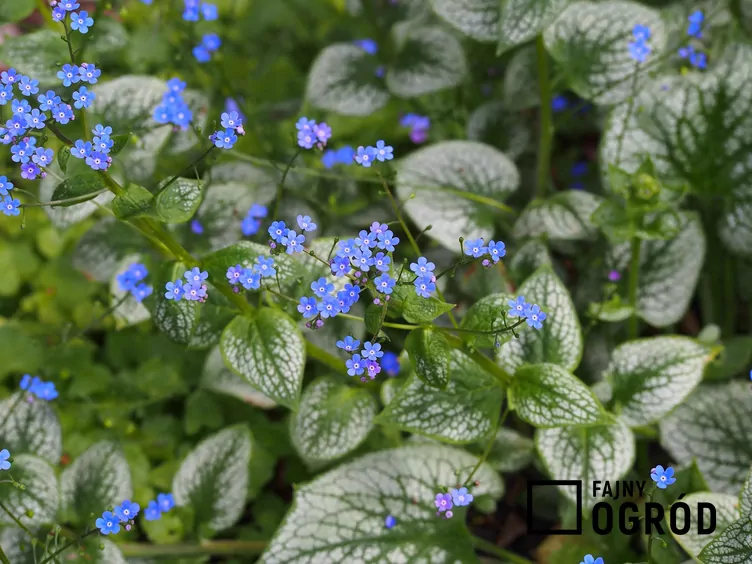 Brunnera sea heart