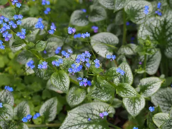Brunnera wielkolistna 'Sea Heart' - zdjęcie 2