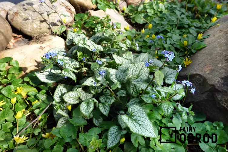 Brunnera wielkolistna 'Sea Heart'