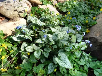 Brunnera wielkolistna 'Sea Heart' - zdjęcie 3