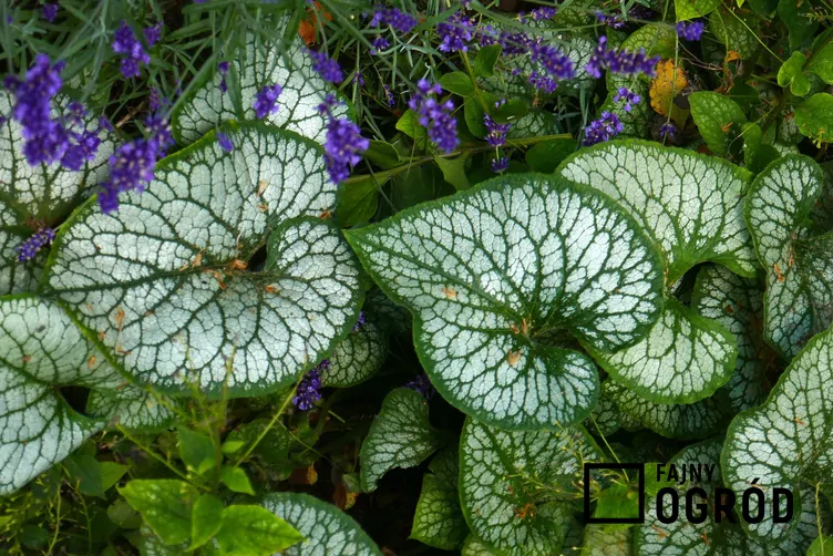 Brunnera wielkolistna 'Sea Heart'