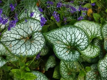 Brunnera wielkolistna 'Sea Heart' - zdjęcie 4