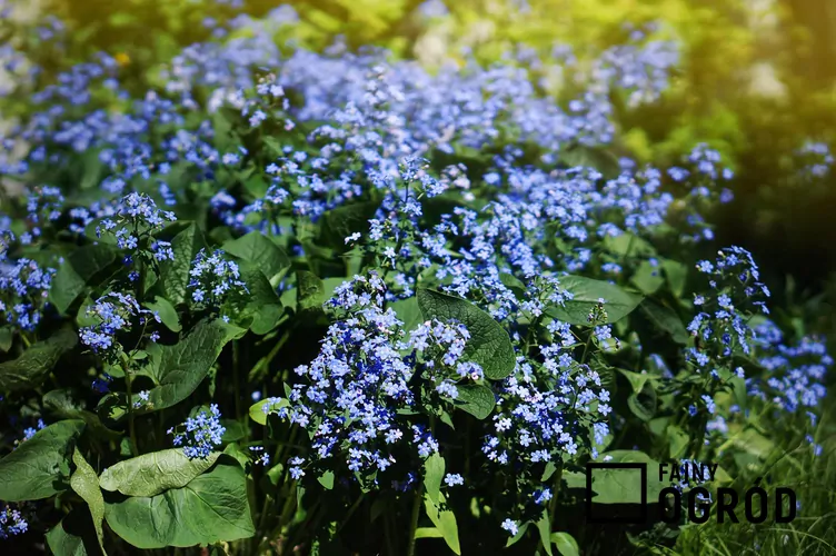 Brunnera wielkolistna 'Sea Heart' - zdjęcie 5