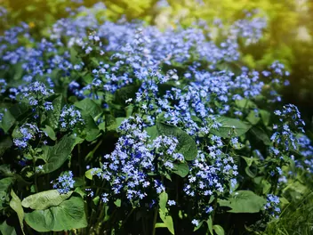 Brunnera wielkolistna 'Sea Heart' - zdjęcie 5