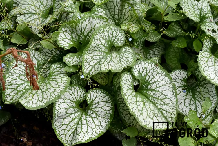 Brunnera wielkolistna 'Sea Heart'