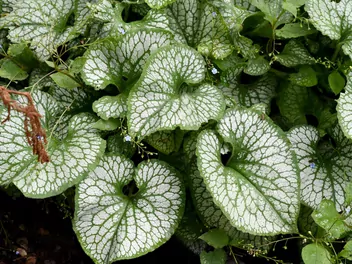 Ilustracja rośliny brunnera wielkolistna 'sea heart'