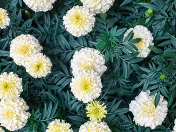 Aksamitka wzniesiona ‘Albatros’ - zdjęcie 2