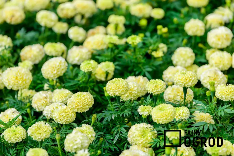 Aksamitka wzniesiona ‘Albatros’