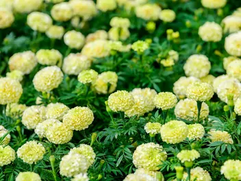 Aksamitka wzniesiona ‘Albatros’ - zdjęcie 3