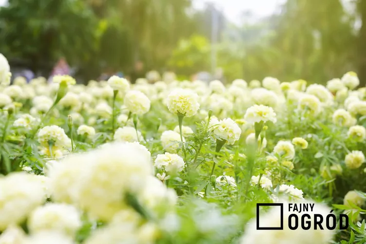 Aksamitka wzniesiona ‘Albatros’