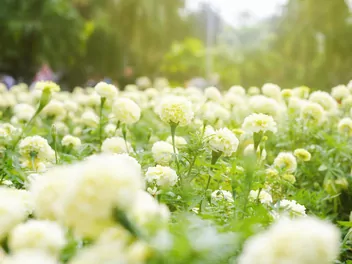 Aksamitka wzniesiona ‘Albatros’ - zdjęcie 4