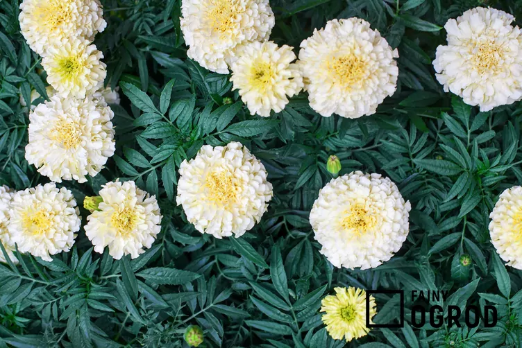 Aksamitka wzniesiona ‘Albatros’ - zdjęcie 5