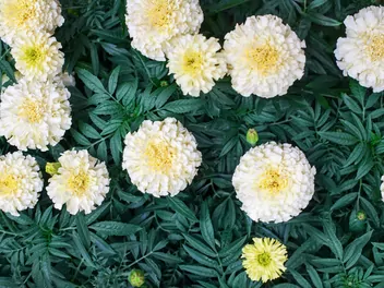 Aksamitka wzniesiona ‘Albatros’ - zdjęcie 5