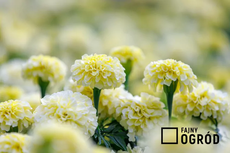 Aksamitka wzniesiona ‘Albatros’