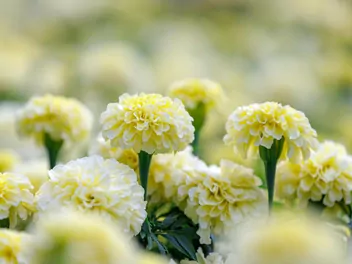 Ilustracja rośliny aksamitka wzniesiona ‘albatros’