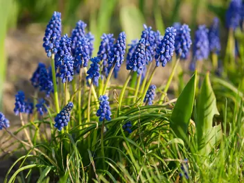 Ilustracja rośliny szafirek groniasty