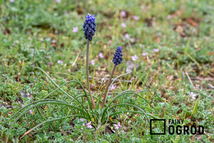 Szafirek groniasty - zdjęcie 5