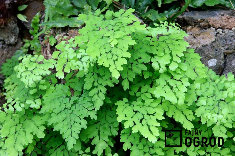 Niekropień właściwy Niekropień właściwy