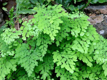 Adiantum właściwe - zdjęcie 2