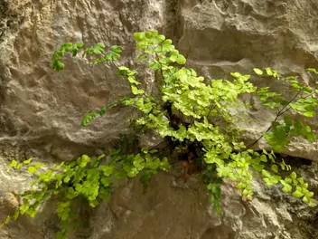 Adiantum właściwe - zdjęcie 3