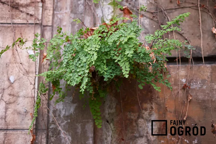 Adiantum właściwe - zdjęcie 5 Adiantum właściwe - zdjęcie 5