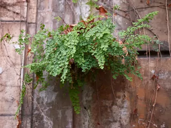 Adiantum właściwe - zdjęcie 5