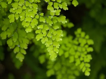 Ilustracja rośliny adiantum właściwe