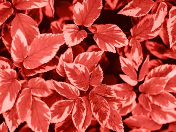 Dereń biały Ivory Halo 'Bailhalo' - zdjęcie 2