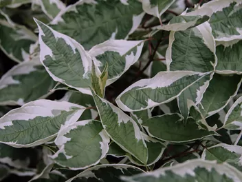 Dereń biały Ivory Halo 'Bailhalo' - zdjęcie 3