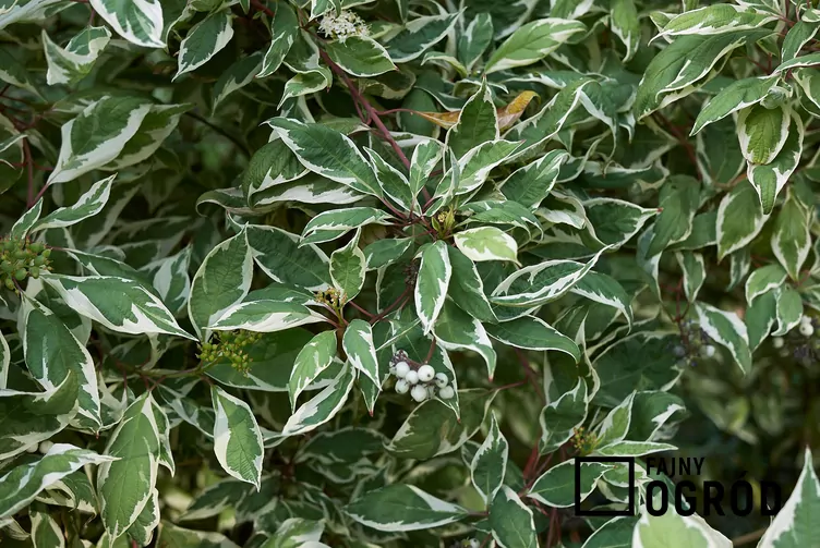 Dereń biały Ivory Halo 'Bailhalo'