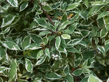 Dereń biały Ivory Halo 'Bailhalo' - zdjęcie 4