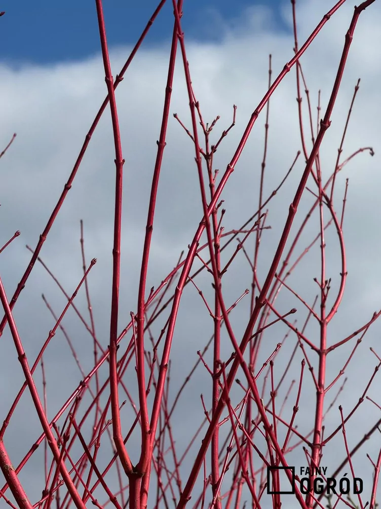 Dereń biały Ivory Halo 'Bailhalo' - zdjęcie 5