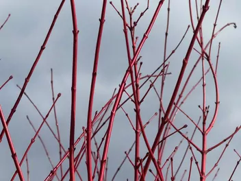 Dereń biały Ivory Halo 'Bailhalo' - zdjęcie 5