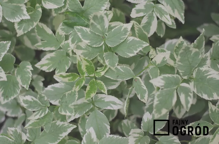 Dereń biały Ivory Halo 'Bailhalo'