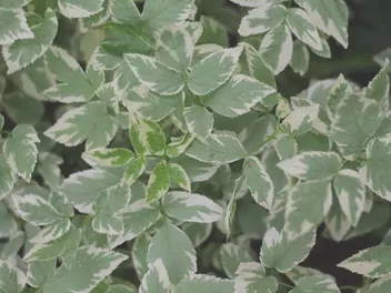 Ilustracja rośliny dereń biały ivory halo 'bailhalo'