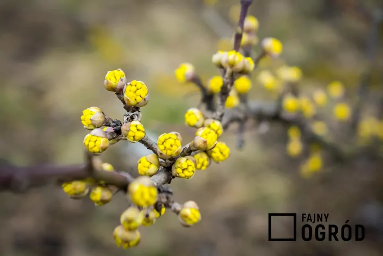 Dereń właściwy 'Jantarnyj'