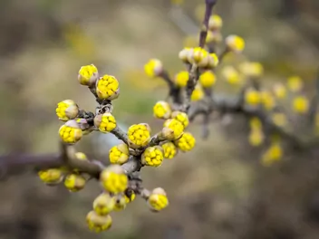 Dereń jadalny 'Jantarnyj' - zdjęcie 2