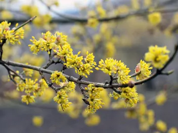 Dereń jadalny 'Jantarnyj' - zdjęcie 3