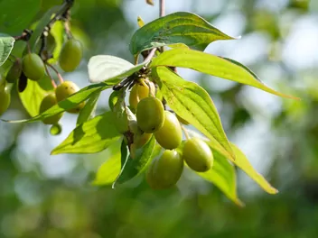 Dereń jadalny 'Jantarnyj' - zdjęcie 4