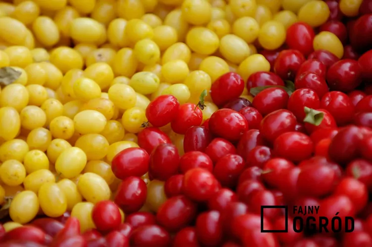 Dereń jadalny 'Jantarnyj' - zdjęcie 5