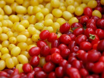 Dereń jadalny 'Jantarnyj' - zdjęcie 5